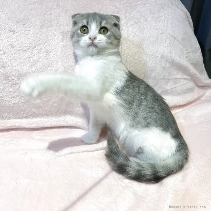 スコティッシュフォールド(折れ耳)【東京都・女の子・2025年6月8日・ブルータビー&amp;ホワイト】の写真1