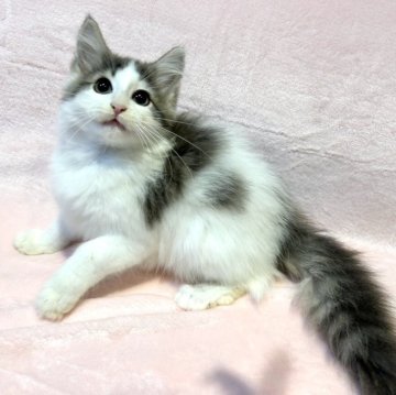 ノルウェージャンフォレストキャット【東京都・男の子・2025年7月30日・ブルーマッカレルタビー&ホワイト（ロングヘア　長毛）】の写真「超優秀血統、お目目が綺麗で可愛らしい男の子💕」