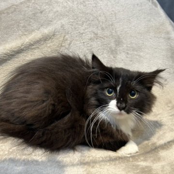 ノルウェージャンフォレストキャットのブラック系の子猫を探す