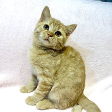 ブリティッシュSHxノルウェージャンMIX【東京都・男の子・2025年8月19日・レッドタビー（ショートヘア　短毛）】の写真「鮮やかな茶トラ柄の大人しくて可愛い子💕」