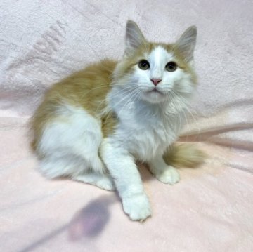 ノルウェージャンフォレストキャット【東京都・男の子・2025年7月5日・レッドタビー&ホワイト（ロングヘア　長毛）】の写真「超優秀血統、抱っこ好きな甘えん坊💕」