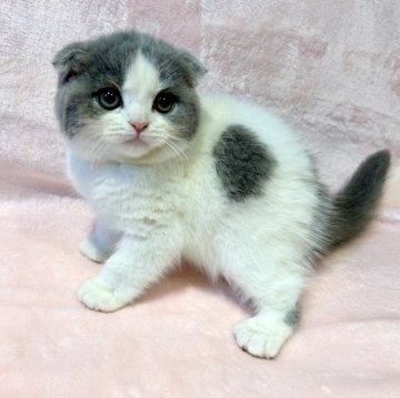 スコティッシュフォールド(折れ耳)【東京都・女の子・2025年9月12日・ブルー&ホワイト（短毛(ショートヘア)）】の写真「父ブリティッシュSH✨おとなしく甘えん坊💕」