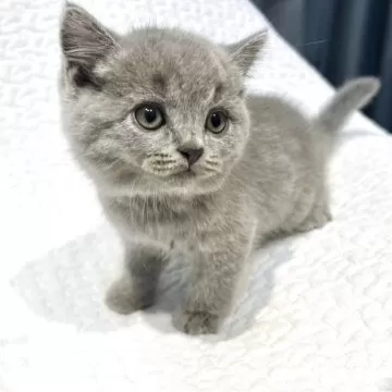 ロシアンブルー様⁎⁺˳ ロシアンブルーのベル🐈‍⬛ (@belle20220715) / X