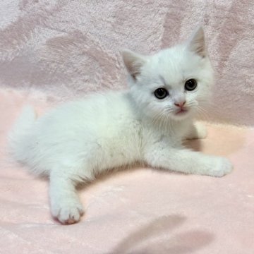 スコティッシュフォールド(立ち耳)【東京都・男の子・2025年9月11日・ホワイト（短毛(ショートヘア)）】の写真「父ブリティッシュSH✨おとなしく甘えん坊💕」