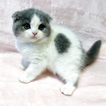 スコティッシュフォールド(折れ耳)【東京都・女の子・2025年9月12日・ブルー&ホワイト（短毛(ショートヘア)）】の写真「父ブリティッシュSH✨おとなしく甘えん坊💕」