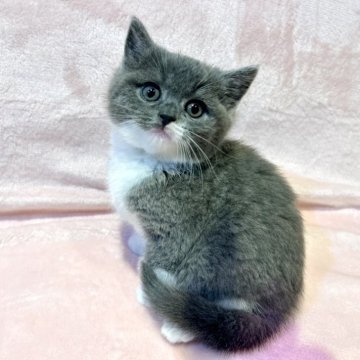スコティッシュフォールド(立ち耳)【東京都・女の子・2025年9月11日・ブルー&ホワイト（短毛(ショートヘア)）】の写真「父ブリティッシュSH✨おとなしく甘えん坊💕」