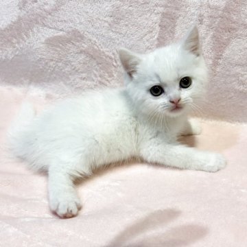 スコティッシュフォールド(立ち耳)【東京都・男の子・2025年9月11日・ホワイトちゃん（短毛(ショートヘア)）】の写真「父ブリティッシュSH✨おとなしく甘えん坊💕」