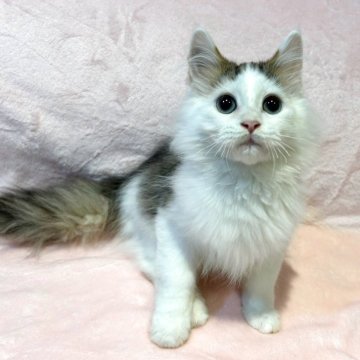 ミックス【東京都・男の子・2025年6月30日・ブラウンタビー&ホワイト（長毛(ロングヘア)）】の写真「大人しい甘えん坊💕」