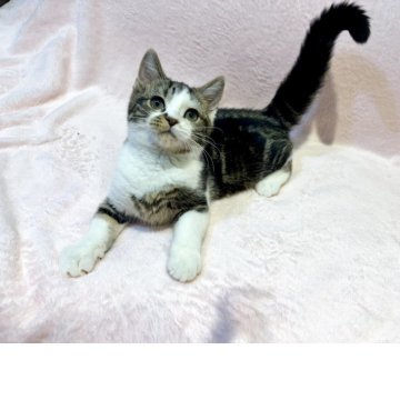 スコティッシュフォールド(立ち耳)【東京都・男の子・2025年8月18日・ブラウンタビー&ホワイト（短毛(ショートヘア)）】の写真「個性的な柄がたまらない✨おとなしく甘えん坊💕」