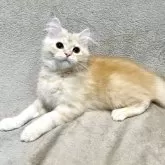 マンチカン(長足)