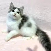 ノルウェージャンフォレストキャット