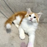 ノルウェージャンフォレストキャット
