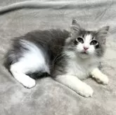 ノルウェージャンフォレストキャット【東京都・女の子・2024年9月28日・ブルーマッカレルタビー&ホワイト】の写真1「ノルウェージャンフォレストキャットらしいアーモンドアイが自慢です✨」