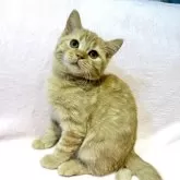 ブリティッシュSHxノルウェージャンMIX【東京都・男の子・2025年8月19日・レッドタビー】の写真1「口元がブリティッシュのパパ譲りで、モコッとしていて可愛らしいです🥰」