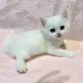 スコティッシュフォールド(立ち耳)【東京都・男の子・2025年9月11日・ホワイト】の写真1