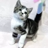 スコティッシュフォールド(立ち耳)