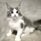 ノルウェージャンフォレストキャット