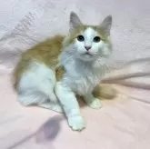 ノルウェージャンフォレストキャット