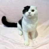 スコティッシュフォールド(折れ耳)