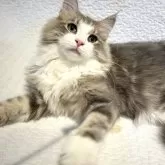 ノルウェージャンフォレストキャット