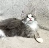 ノルウェージャンフォレストキャット