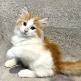 ノルウェージャンフォレストキャット