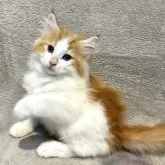 ノルウェージャンフォレストキャット