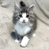 ノルウェージャンフォレストキャット