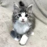ノルウェージャンフォレストキャット