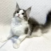 ノルウェージャンフォレストキャット