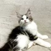 ノルウェージャンフォレストキャット