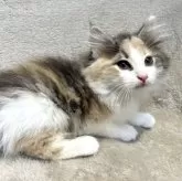 ノルウェージャンフォレストキャット