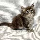 ノルウェージャンフォレストキャット