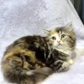 スコティッシュフォールド(立ち耳)