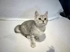 マンチカン(長足)【東京都・女の子・2025年7月7日・シルバータビー】の写真2