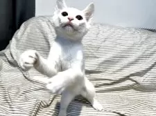 マンチカン(長足)【東京都・男の子・2025年5月17日・ホワイト 白】の写真2