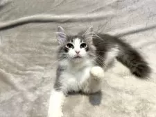 ノルウェージャンフォレストキャット【東京都・女の子・2024年9月28日・ブルーマッカレルタビー&ホワイト】の写真2