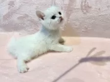 スコティッシュフォールド(立ち耳)【東京都・男の子・2025年9月11日・ホワイト】の写真2