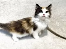 ノルウェージャンフォレストキャット【東京都・女の子・2025年4月12日・キャリコ  三毛】の写真2