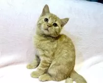 ブリティッシュSHxノルウェージャンMIX【東京都・男の子・2025年8月19日・レッドタビー】の写真3