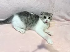 スコティッシュフォールド(折れ耳)【東京都・女の子・2025年6月8日・ブルータビー&ホワイト】の写真3