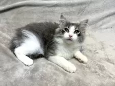 ノルウェージャンフォレストキャット【東京都・女の子・2024年9月28日・ブルーマッカレルタビー&ホワイト】の写真3