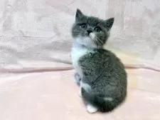 スコティッシュフォールド(立ち耳)【東京都・女の子・2025年9月11日・ブルー&ホワイト】の写真3