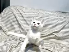 マンチカン(長足)【東京都・男の子・2025年5月17日・ホワイト 白】の写真3