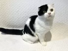 スコティッシュフォールド(折れ耳)【東京都・男の子・2025年6月5日・ブラック&ホワイト】の写真3