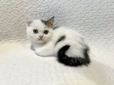 スコティッシュフォールド(立ち耳)【東京都・男の子・2025年8月18日・ブラウンタビー&ホワイト バン】の写真3