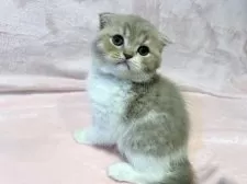 スコティッシュフォールド(折れ耳)【東京都・女の子・2025年9月12日・ライラックタビー&ホワイト】の写真4