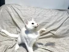 マンチカン(長足)【東京都・男の子・2025年5月17日・ホワイト 白】の写真4