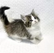 ノルウェージャンフォレストキャット【東京都・女の子・2025年7月22日・ブラウンパッチドマッカレルタビー&ホワイト】の写真4