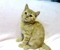 ブリティッシュSHxノルウェージャンMIX【東京都・男の子・2025年8月19日・レッドタビー】の写真4